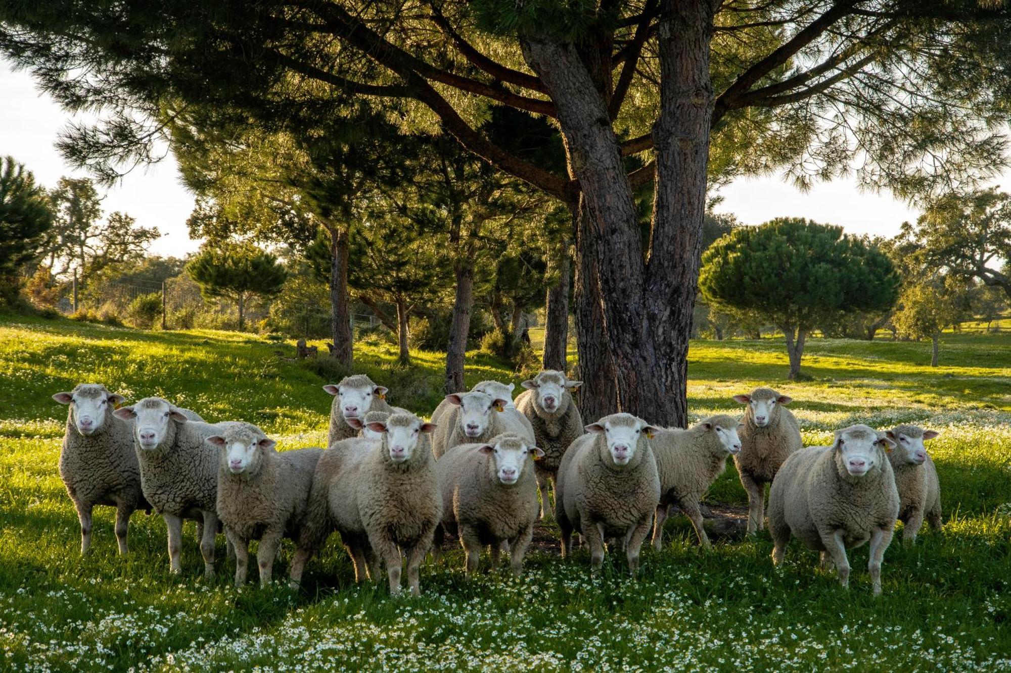 Herdade das Barradas da Serra Grândola Exterior foto